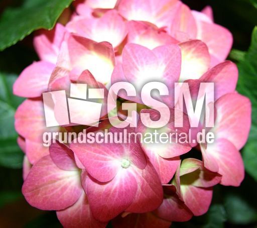 Hortensienbluete-rosa.jpg